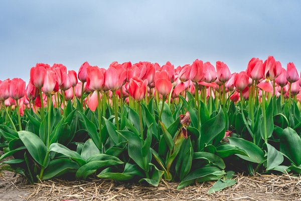 Les déménageurs locaux peuvent-ils déplacer des objets de valeur ?